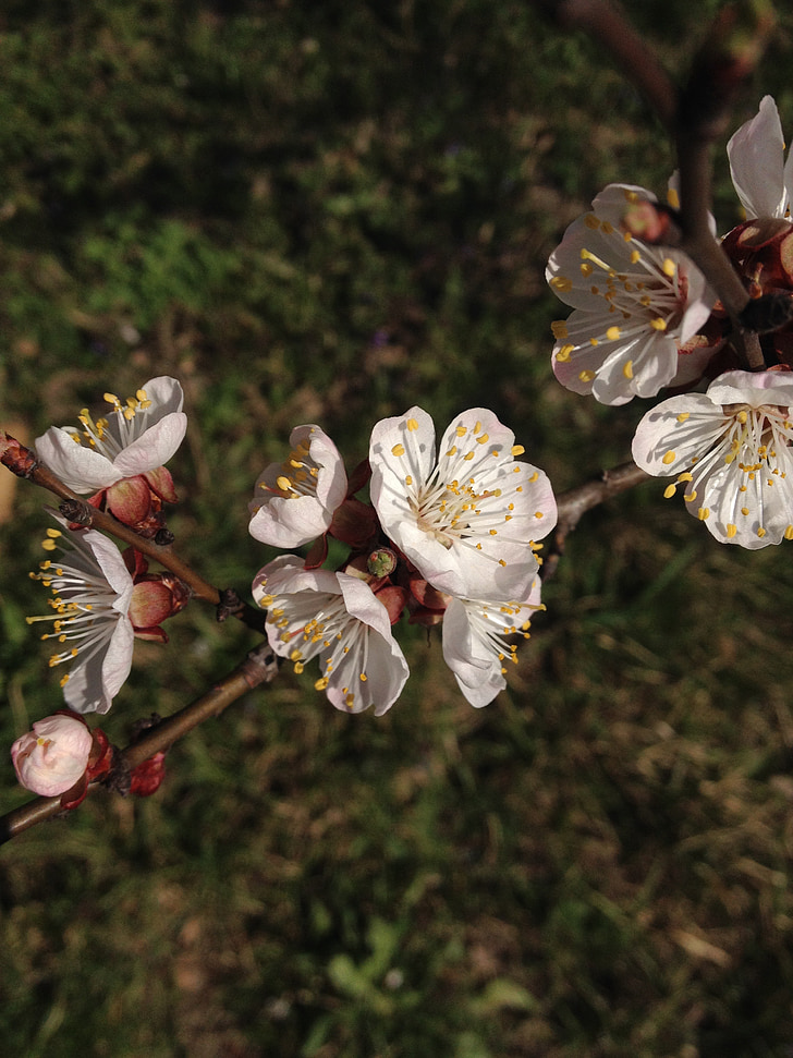 цветя, Пролет, дърво, бяло, цъфтеж, природата, плодов Градина