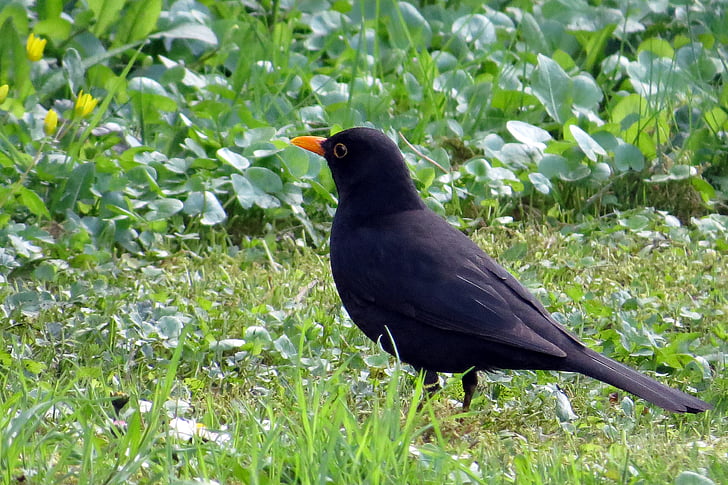oiseau, Blackbird, Meadow, printemps