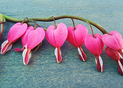 kraujavimas širdis, pavasarį, gėlė, širdies, augalų, gėlių, sodas