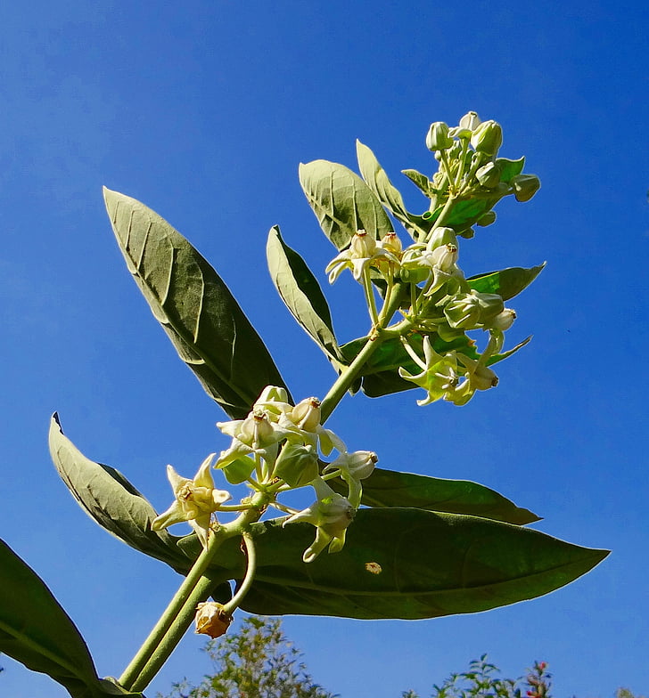 AAK, Calotropis gigantea, Milkweed, vit, blomma, hubli, Indien