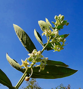 aak, calotropis gigantea, Kroontjeskruid, wit, bloem, Hubli, India