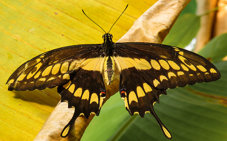 vlinder, insect, vleugel, sonde, vliegen, sluiten, nectar