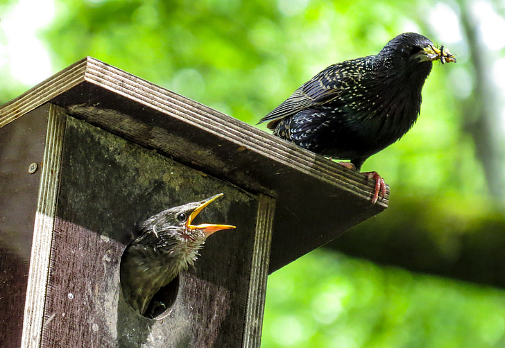 ocell, mirada, primavera, Caixa de nidificació, -Estornell, alimentació, joves d'ocell