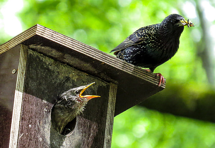 bird, stare, spring, nesting box, glossy-starling, feed, bird young