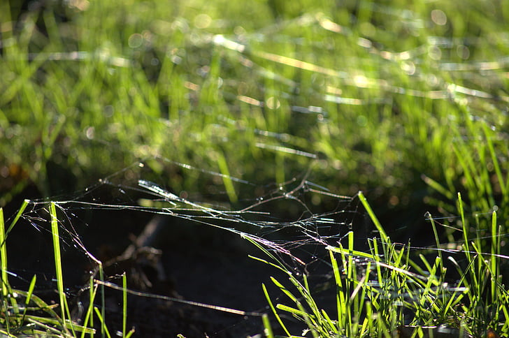 hämähäkinverkkoja, ruoho, maahan, vihreä, kesällä, luonnollinen, kausi