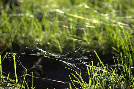 örümcek ağları, çimen, zemin, Yeşil, Yaz, doğal, Sezon