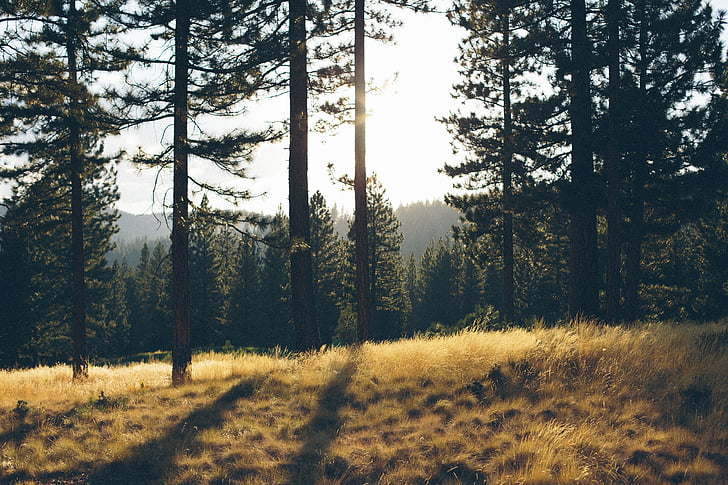 krajina, Foto, zelená, stromy, Les, tráva, strom