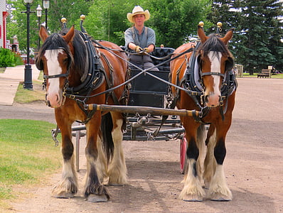 hästdragen vagn, hästar, transport, hästdragna