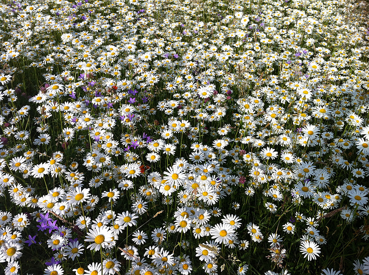 daisies, meadow, summer, flower meadow