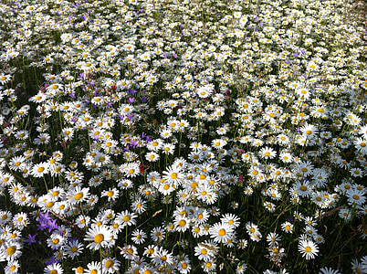 daisies, meadow, summer, flower meadow