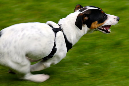 Jack russell terrier, con chó, con chó chạy, chó săn Terrier