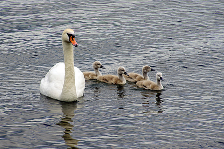 Swan, labute, mláďatá, labuť, anatidi, vtáky, jazerom bracciano
