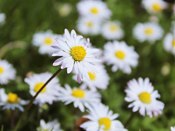 Daisy, Wiese, Blumen, weiß, Frühling, Natur, Wildblumen