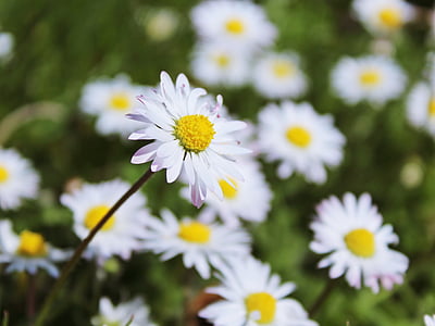 daisy, meadow, flowers, white, spring, nature, wildflowers