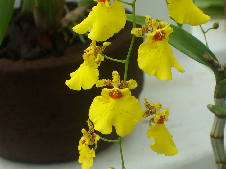 Orchid, blomst, natur, gul orkidé, gul blomst