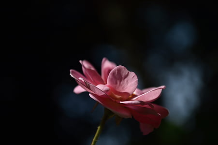τριαντάφυλλο, πράσινο, το πρωί, ενιαία, λουλούδι, ροζ χρώμα, ευθραυστότητα