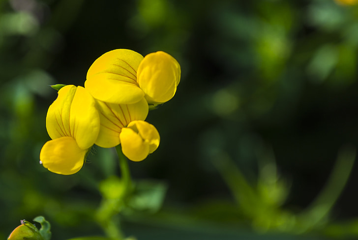 квітка, жовтий, макрос, Wildflower, Природа