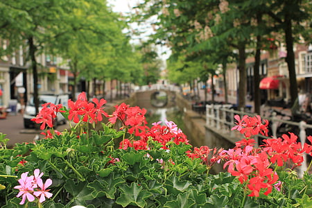 kanál, Nizozemsko, květiny, provincie, Most, pelargonie