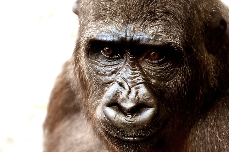 Gorilla, aap, dier, dierentuin, harige, omnivore, wildlife fotografie