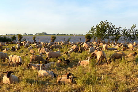 animal, moutons, ovillus, troupeau de moutons, digue, mer, Elbe