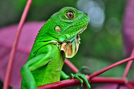 Iguana, roomaja, roheline, roomajad, loodus, looma, loomade
