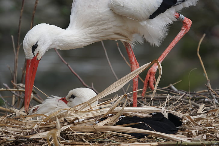 white stork, rattle stork, adebar, nest building, storchennest, large beak, pride