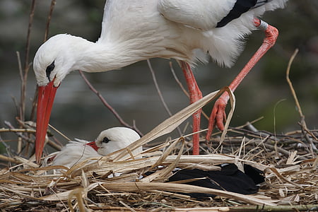 Cicogna bianca, sonaglio cicogna, Adebar, nella costruzione del nido, Storchennest, grande becco, orgoglio