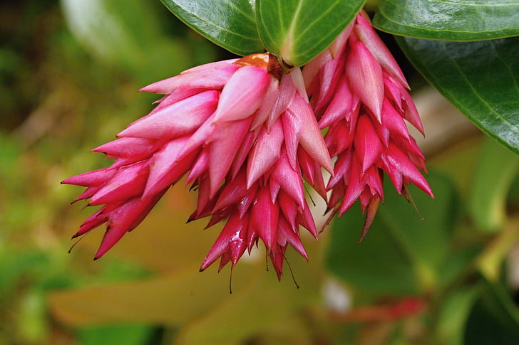 flower, plant, plants, nature, green, flowering, pink
