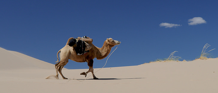 camelo, deserto, areia, Mongólia, Duna de areia, animal, Arábia
