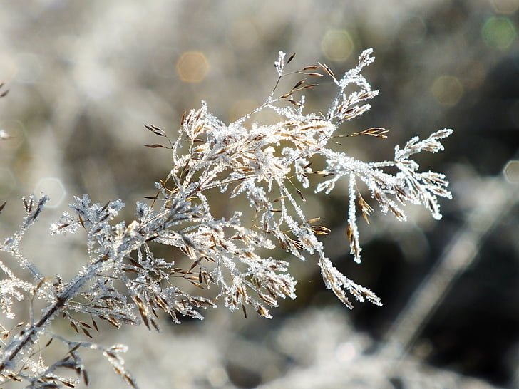 talvel, lumi, Frost, loodus, külmutatud, jää, külma - temperatuuri