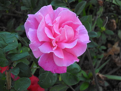 blomma, Rosa, trädgård, blommans färg rosa, miljö, naturen, fina blommor