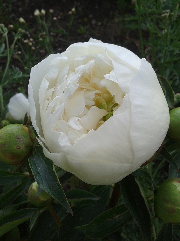 early summer, park, peony, white, flower bed