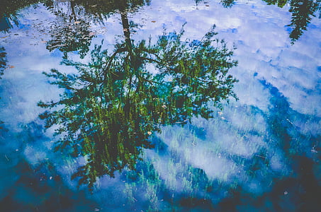 ūdens, pārdomas, koki, daba, zila, zaļa, virsma