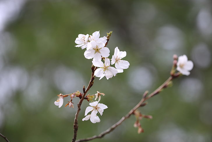spring, bloom, nature, blooming, blossom, tree, growth