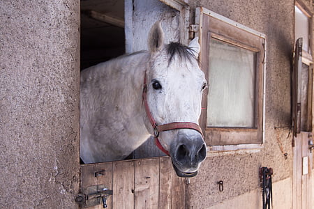 άλογο, στάβλος, Outlook, μούχλα, Reiterhof, ζώο, αγρόκτημα