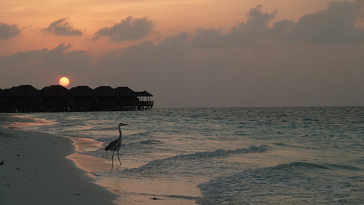 Garça-real, mar, sol de noite, pássaro, Maldives, pôr do sol, natureza