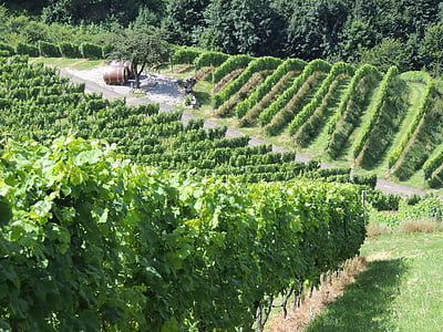 vingård, vin, vinstockar