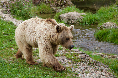 natura, animale, Ursul brun, urs siberian, urs