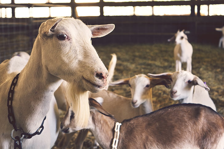 herd, goat, animal, animals, farms, barns, barn
