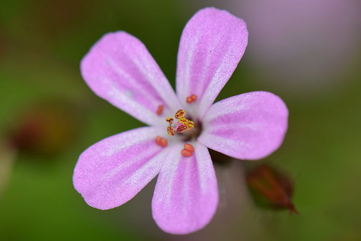 flower, nature, macro