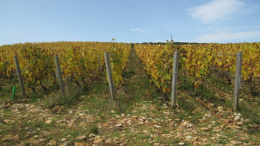 a hegyoldalon, Corton, őszi, szőlő