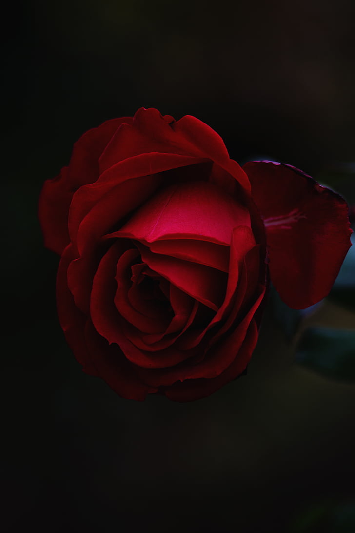 rouge, Rose, photographie, fleur, fleurs, roses, Rose - fleur