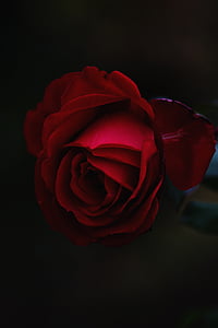 red, rose, photography, flower, flowers, roses, rose - flower