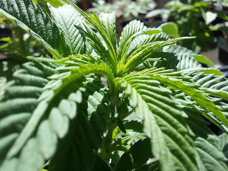 cannabis, vert, plante