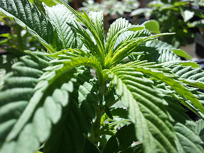 cànnabis, verd, planta