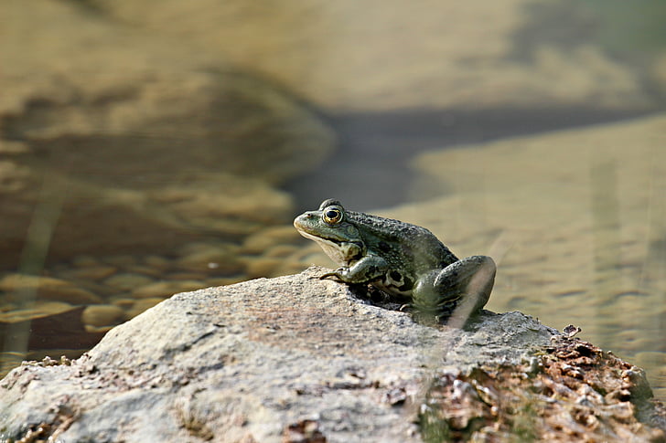 frog, lake, nature, sunshine, green lake frogs, green, marsh frog