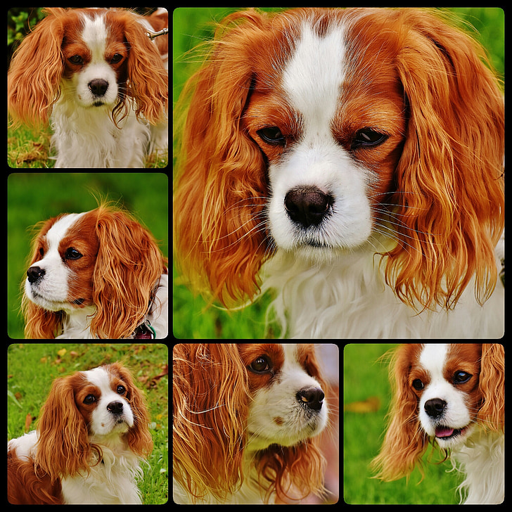 hond, Cavalier king charles-spaniël, Collage, grappig, huisdier, dier, bont