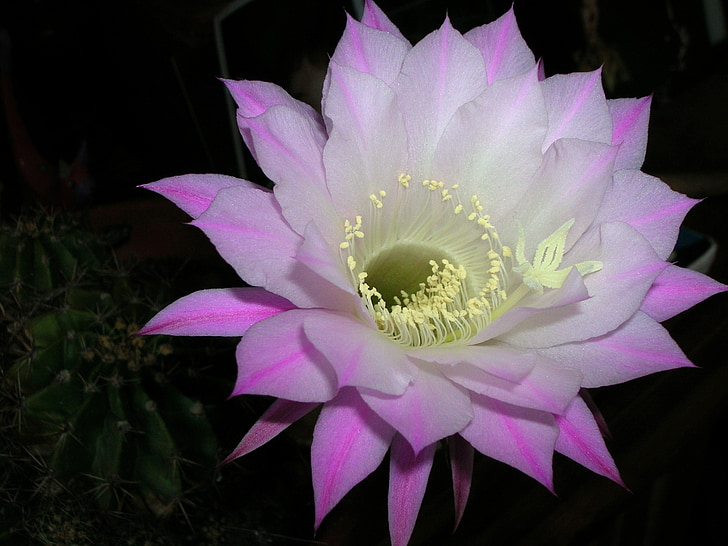 fleur, Cactus, macro
