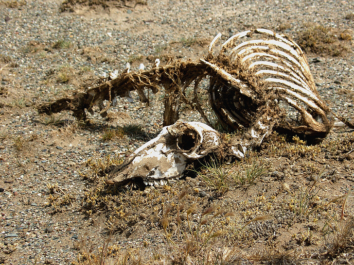 Carcass, bộ xương, động vật, sa mạc, Nimal, chết, động vật bộ xương