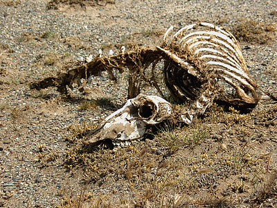 cadàver, esquelet, animal, desert de, NiMaL, morts, Esquelet d'animal